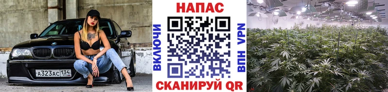 наркота  Катайск  Бошки марихуана OG Kush 